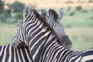 You scratch my back and I'll scratch yours.