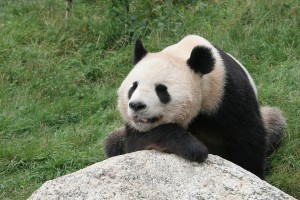 Google-Panda-4.1