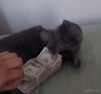 Cat Swatting Money.gif