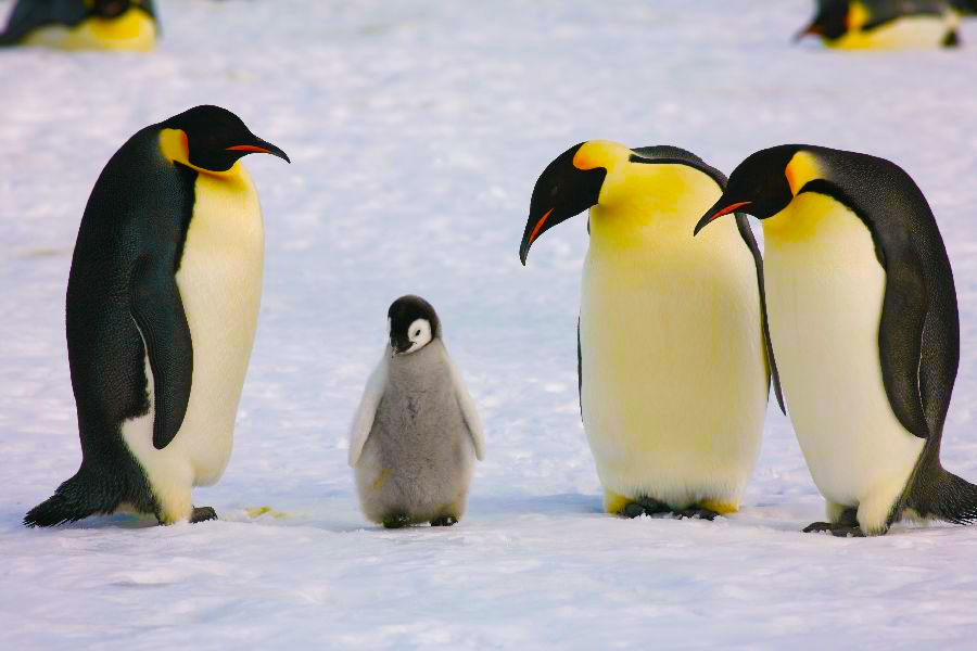 How Penguin 4.0 Impacts Small Business SEO